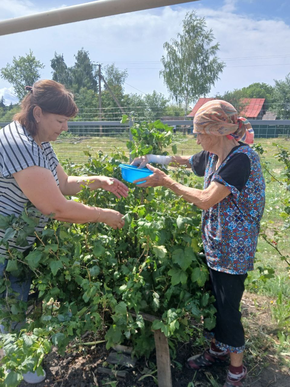  Гарденотерапия в рубрике 